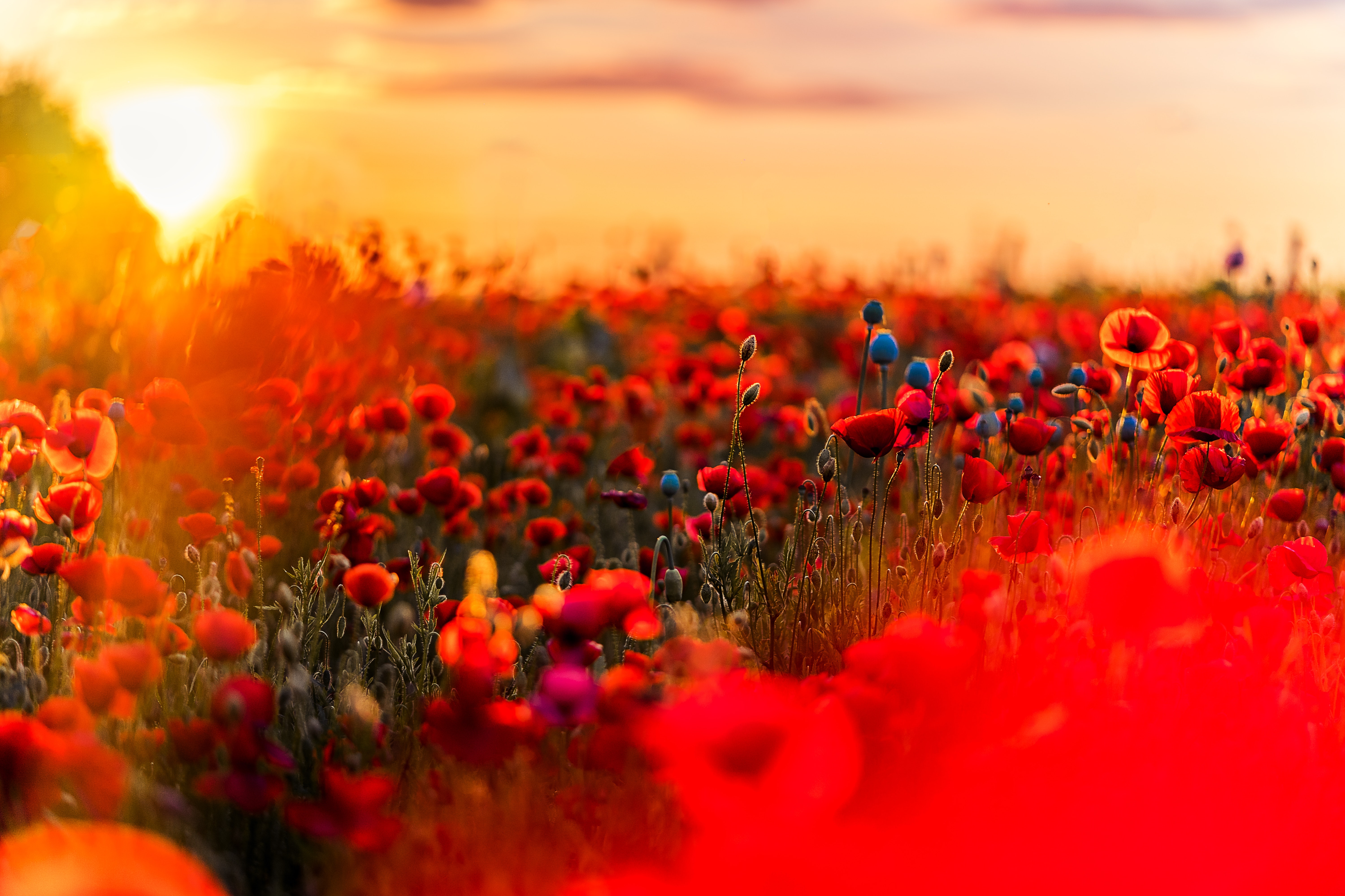 Red poppies blooming in the sunset