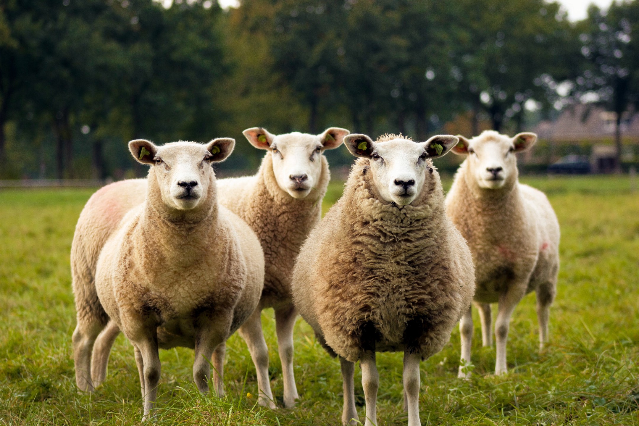 Four sheep facing the viewer. They are standing in a field.