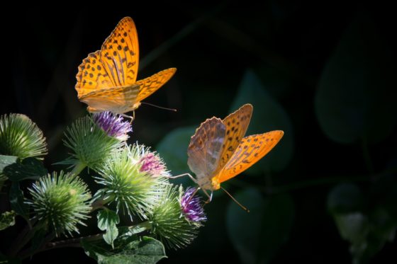 Two orange butterflies alight several thistle blossoms