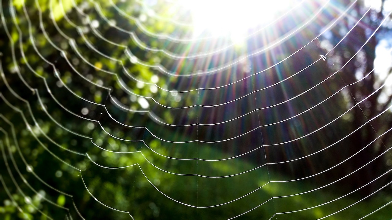 A spider web, close up, illuminated by the morning sun. Behind it is a forest.