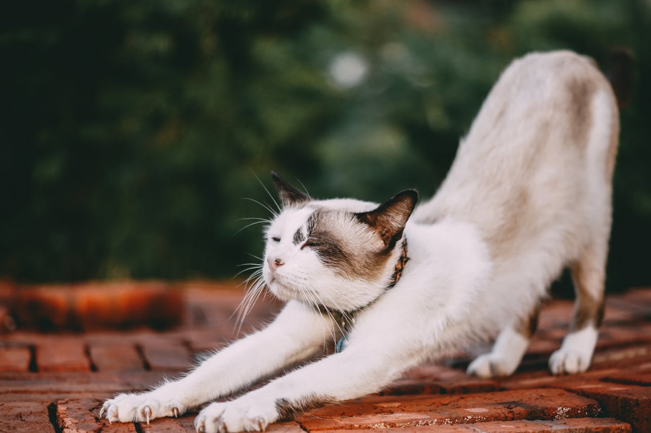 White cat stretching on a brown wooden plank