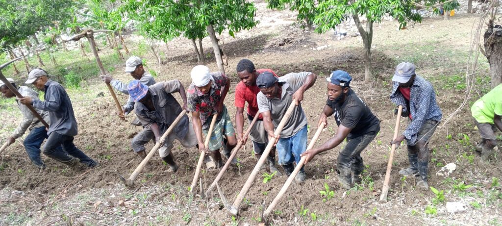 Ten Haitian men with pickaxes work a field. Behind them is a mango orchard.